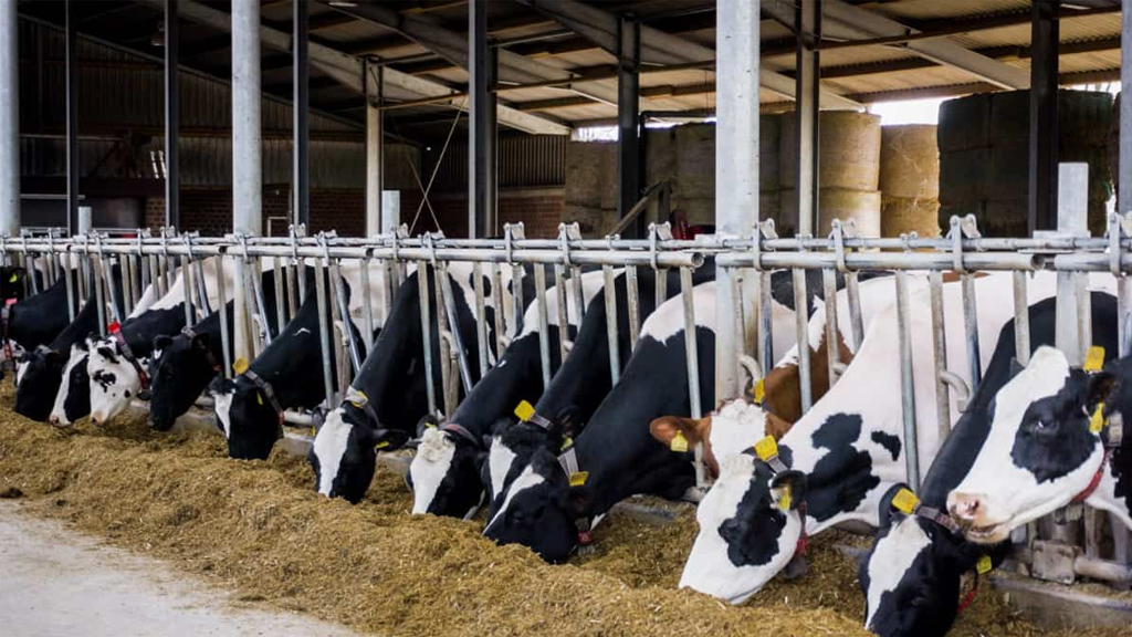 Depremzede Yetiştiricilere Faizsiz Ahır Kredisi Desteği